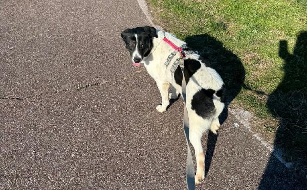 Cookie, una splendida meticcia Foto 2